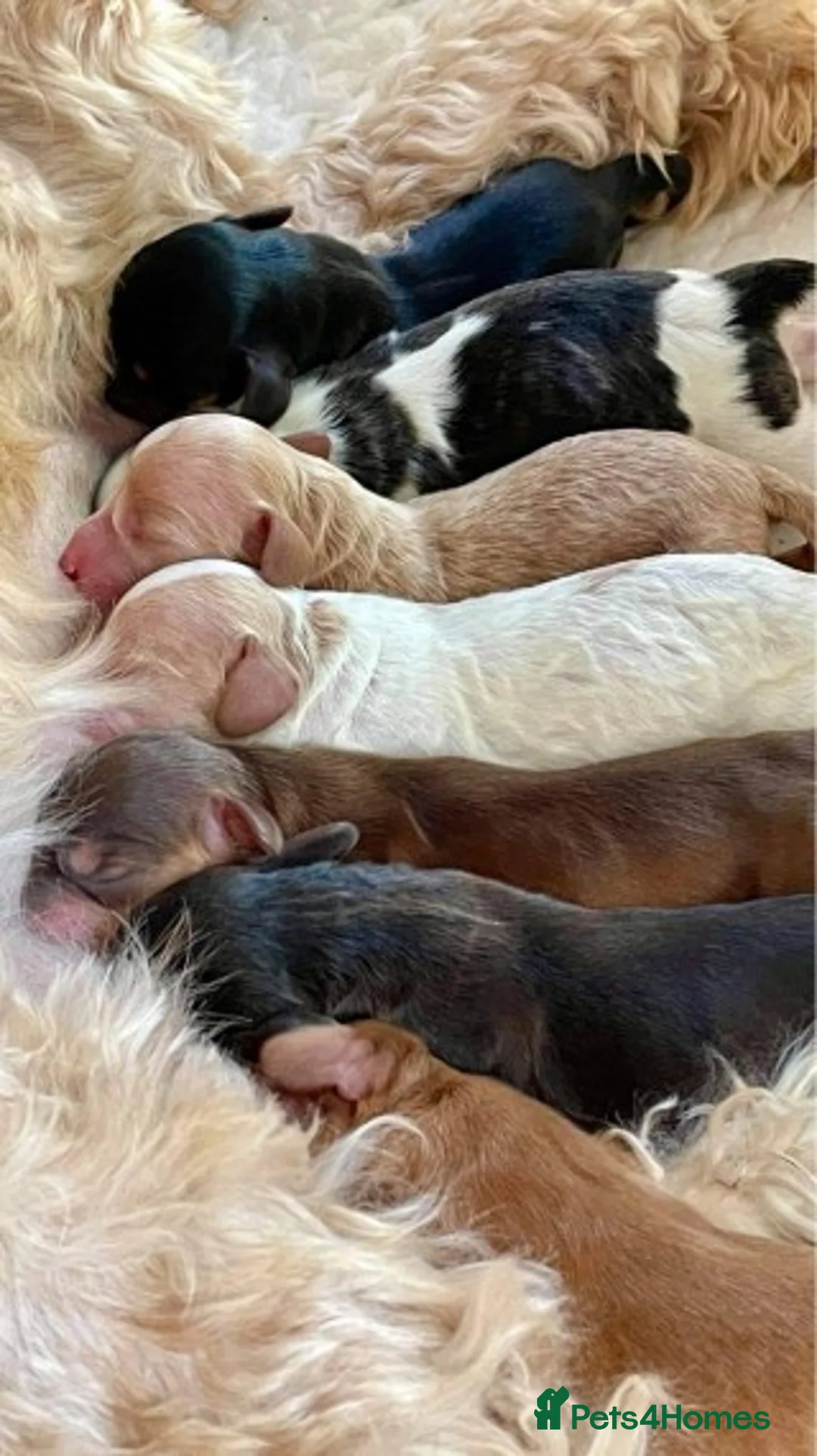 Miniature Poodle dogs for stud: Stunning Sable F1 Cockapoo DNA tested 100% success in Cannock - Advert 3