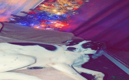 Mixed Breed dogs for sale: Roman - Image 4
