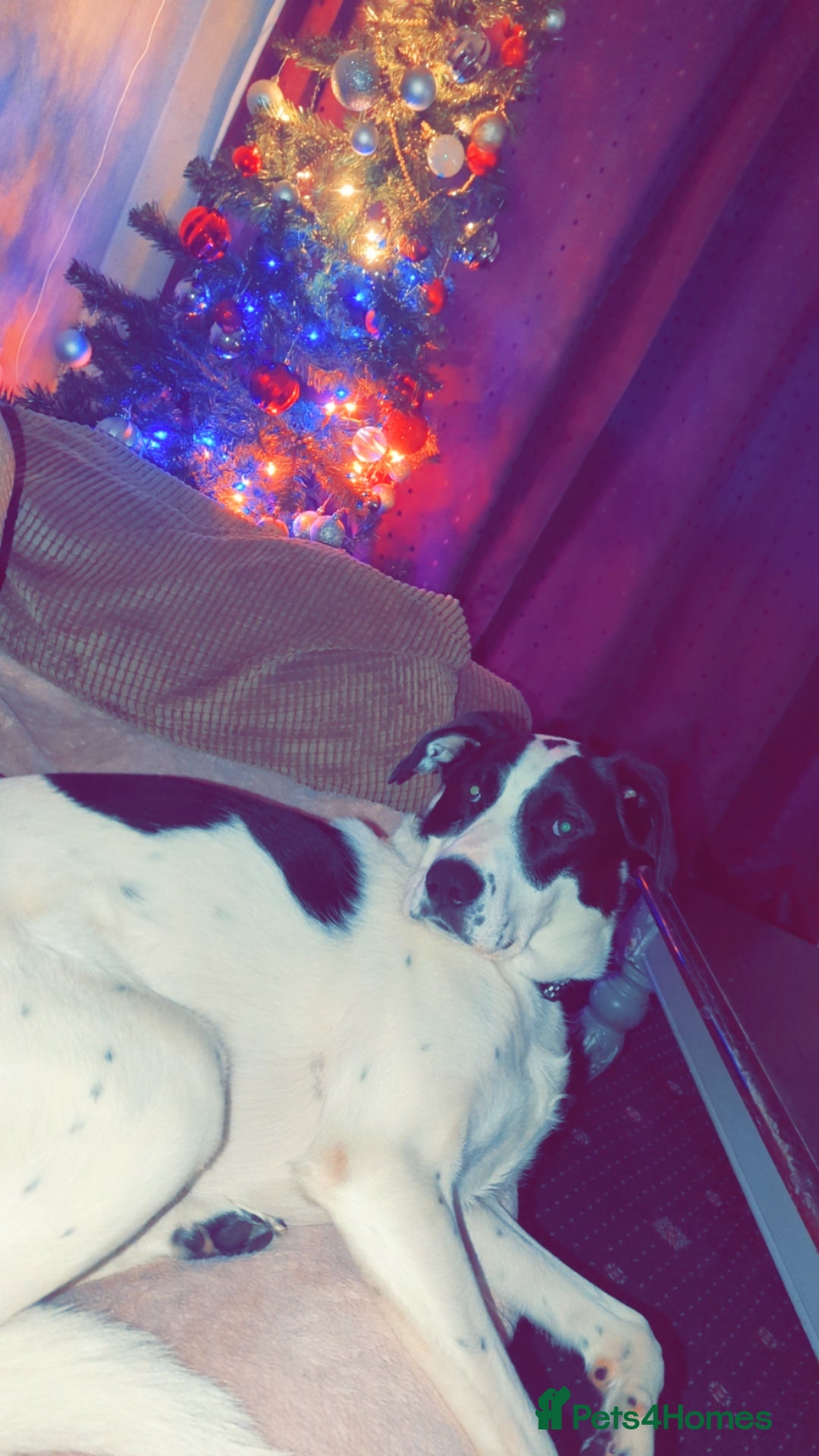 Mixed Breed dogs for sale: Roman - Image 4