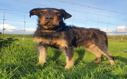 Huntaway dogs for sale: Lovely Grizzly Type Huntaway Bitch  - Image 3