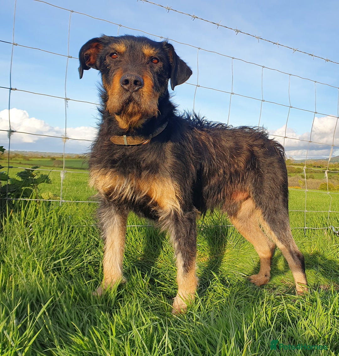 Huntaway dogs for sale: Lovely Grizzly Type Huntaway Bitch  - Image 3