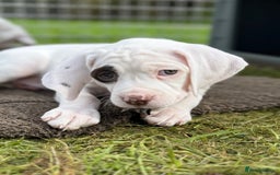 Pointer dogs for sale: French Pointer - Braque du Bourbonnais 🇫🇷  - Image 34