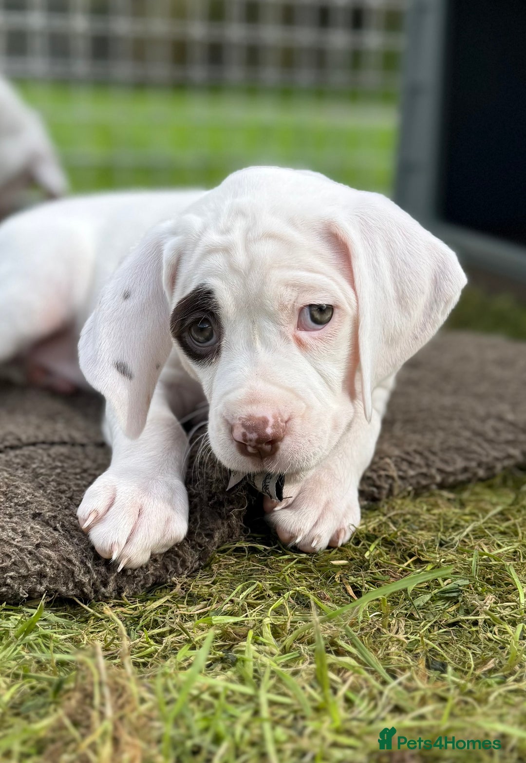 Pointer dogs for sale: French Pointer - Braque du Bourbonnais 🇫🇷  - Image 34