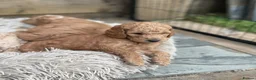 Australian Labradoodle dogs for sale: Australian Labradoodle Puppies Only 2 Remaining - Advert 20