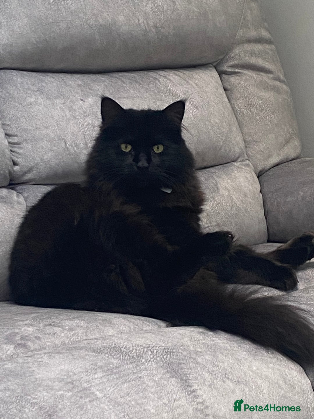 Maine Coon cats for sale: Cats for rehoming  - Image 3