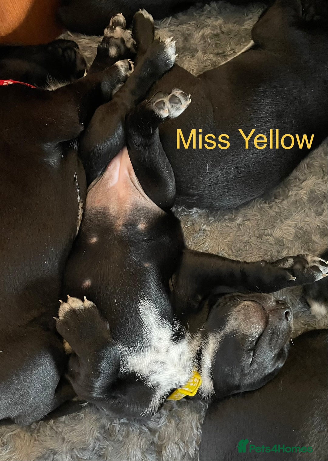 Mixed Breed dogs for sale: Dalmador Puppies for sale - Image 14