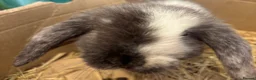 Mini Lop rabbits for sale: Beautiful 🤩 example of pure mini hand reared lops - Advert 3