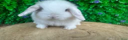 Mini Lop rabbits for sale: Stunning purebred mini lop bucks ready to reserve - Advert 12