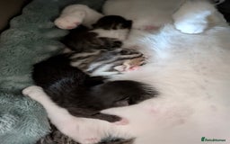 Mixed Breed cats for sale: 4 stunning kittens  - Image 3
