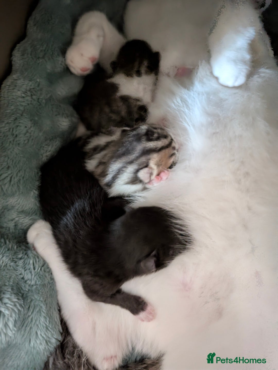 Mixed Breed cats for sale: 4 stunning kittens  - Image 3