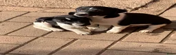 Jack Russell dogs for sale: Stunning jack Russell puppies in Wolverhampton - Advert 5