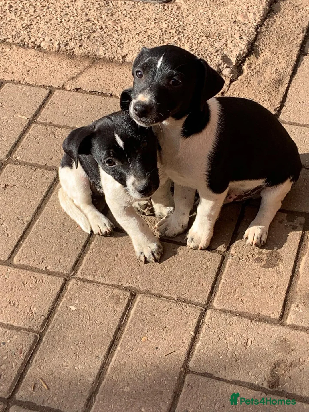 Jack Russell dogs for sale: Stunning jack Russell puppies in Wolverhampton - Advert 5