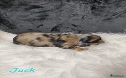 Miniature Dachshund dogs for sale: KC Health tested Licensed breeder 12 years exp - Image 10