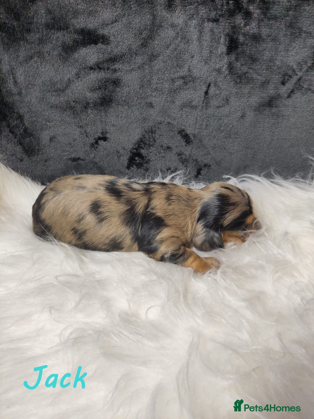 Miniature Dachshund dogs for sale: KC Health tested Licensed breeder 12 years exp - Image 10