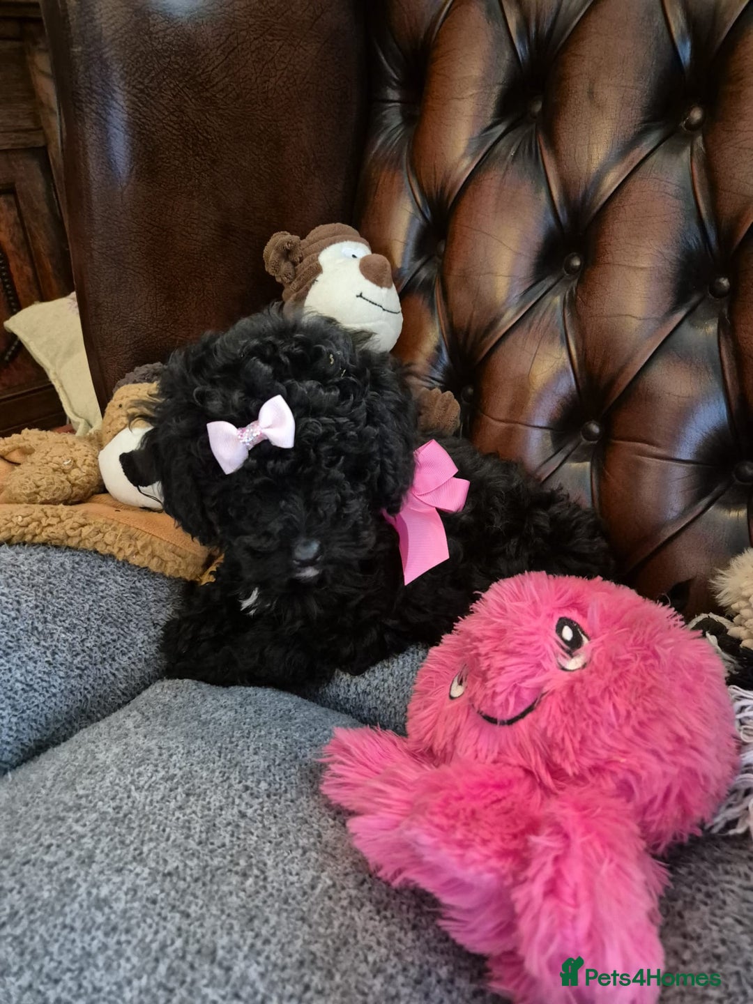 Shihpoo dogs for sale: Shihpoo puppys ready now - Image 4