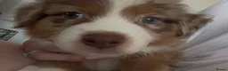Miniature American Shepherd dogs for sale: 2 x Red Merle Mini American Shepherd Puppy - Boys - Advert 8