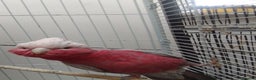 Parrots birds for sale: Baby Galah cockatoos hand reared silly tamed - Advert 5