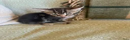 Bengal cats for sale: Exceptional Bengal Heritage Kittens in Llangammarch Wells - Advert 31