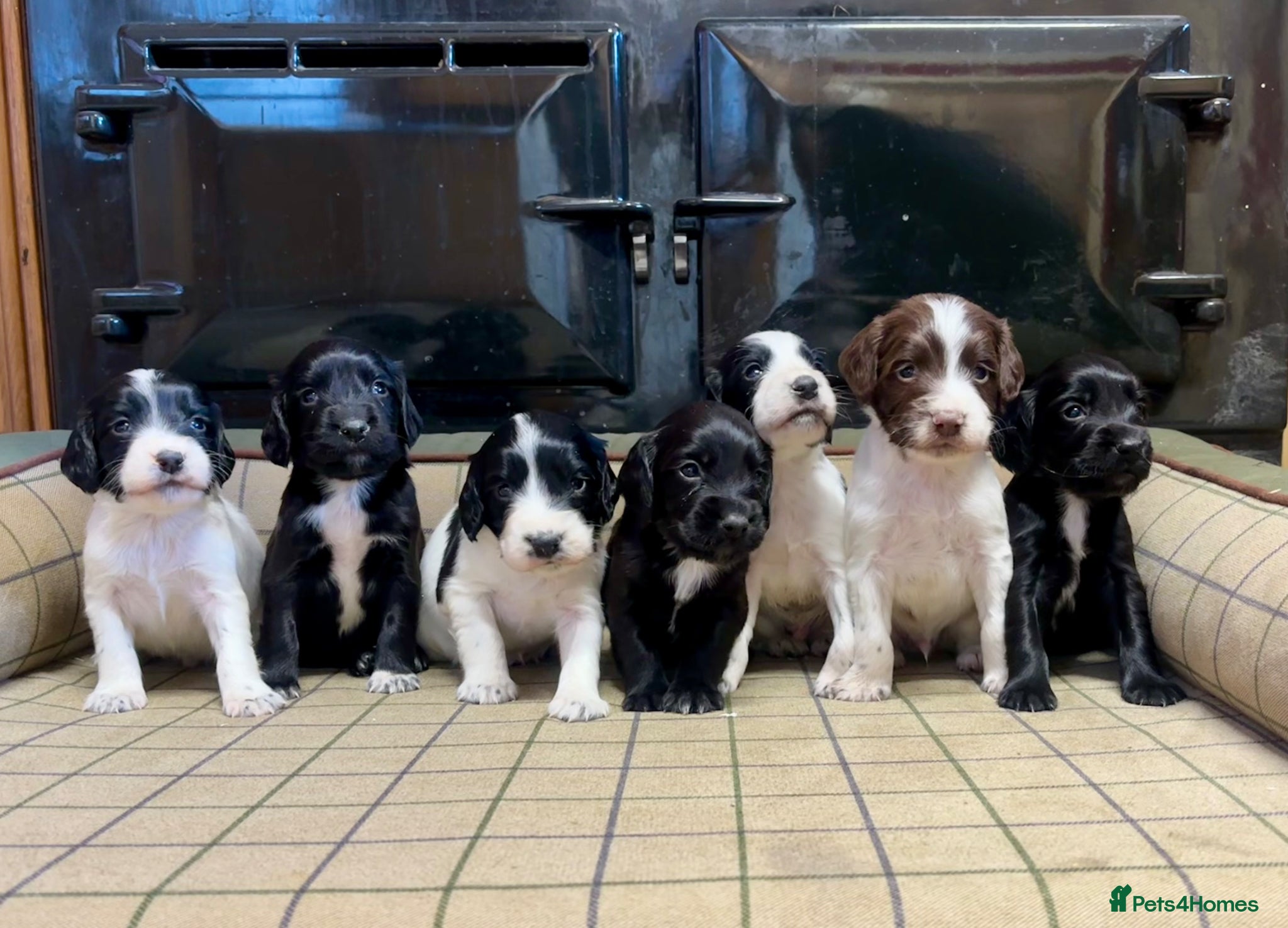 Sprocker dogs Stunning F1 Sprocker Puppies 5⭐️🏡 - Advert 1