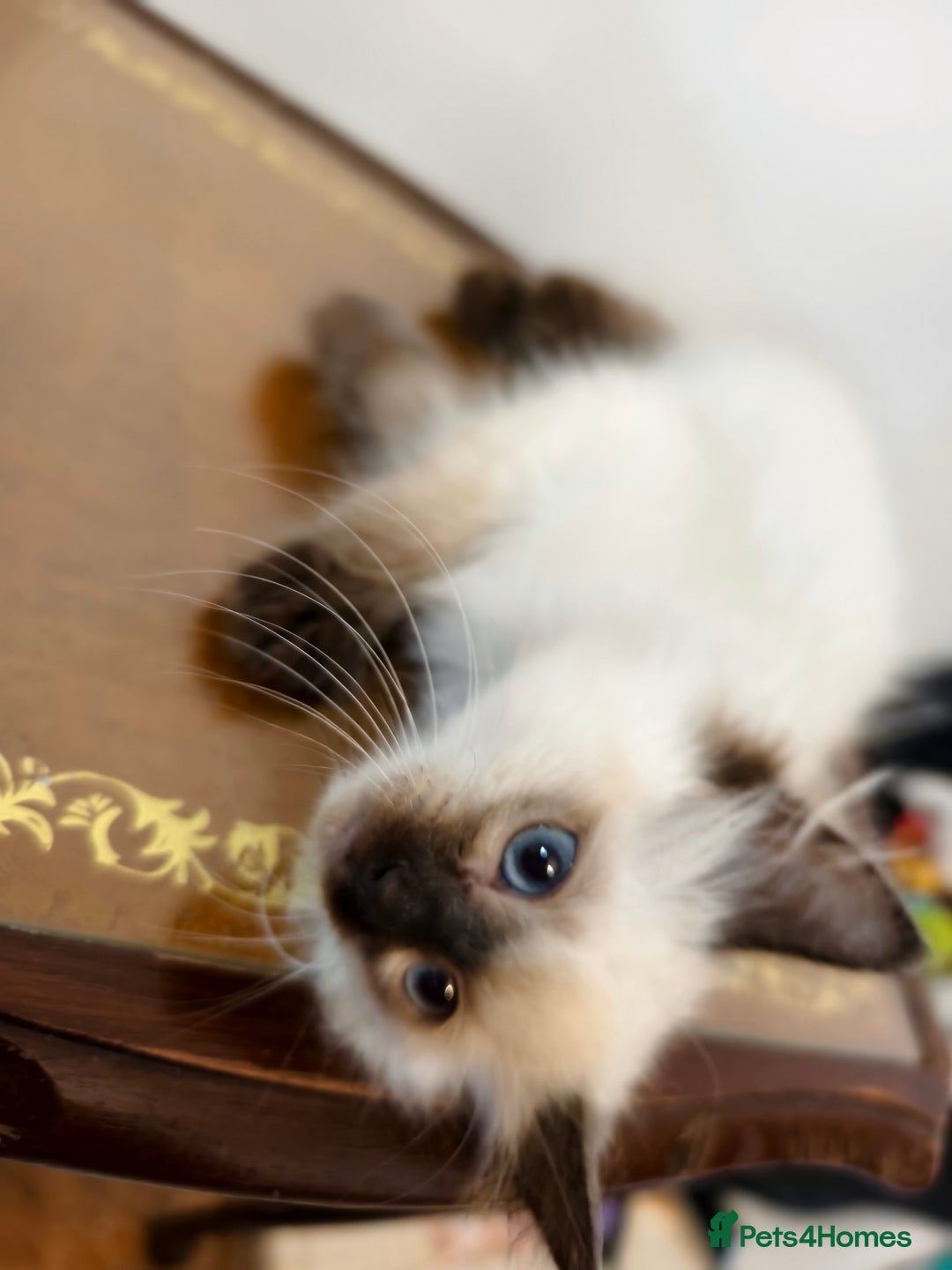 Ragdoll cats for sale: Beautiful Ragdoll Kittens Ready for Sale! - Advert 12