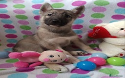 Huskita dogs for sale: Husky x puppy  - Image 2