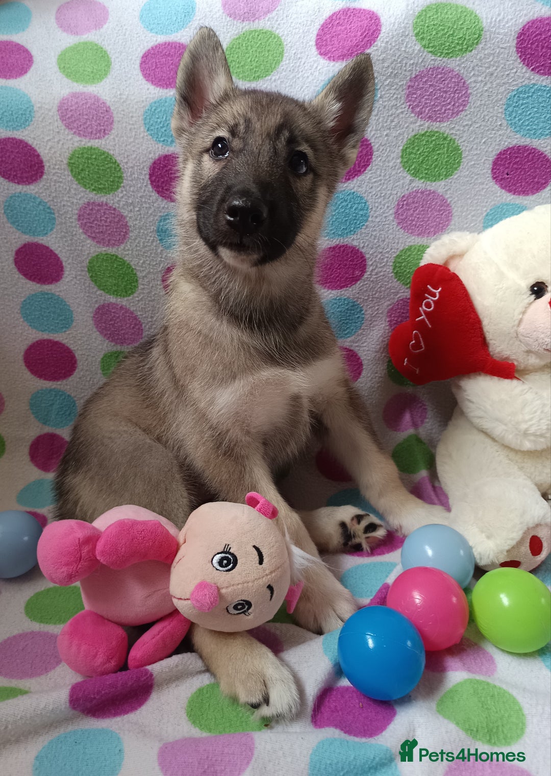 Huskita dogs for sale: Husky x puppy  - Image 2