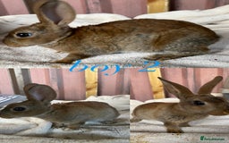Rex rabbits for sale: lion head x velvet rex babies  - Image 2