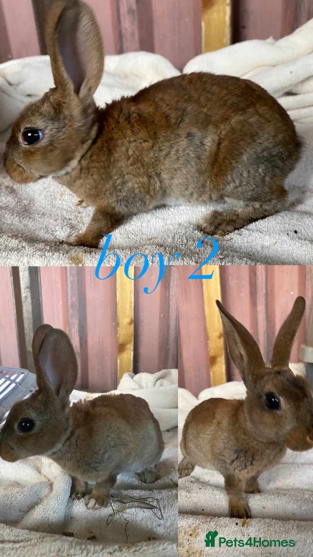Rex rabbits for sale: lion head x velvet rex babies  - Image 2