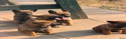 German Shepherd dogs for sale: Working German Shepherd x belgian malinois Puppies in Purley - Advert 19
