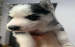 Siberian Husky dogs for sale: Siberian Husky puppies  - Advert 12