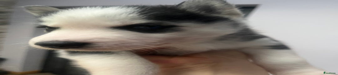 Siberian Husky Puppy 7