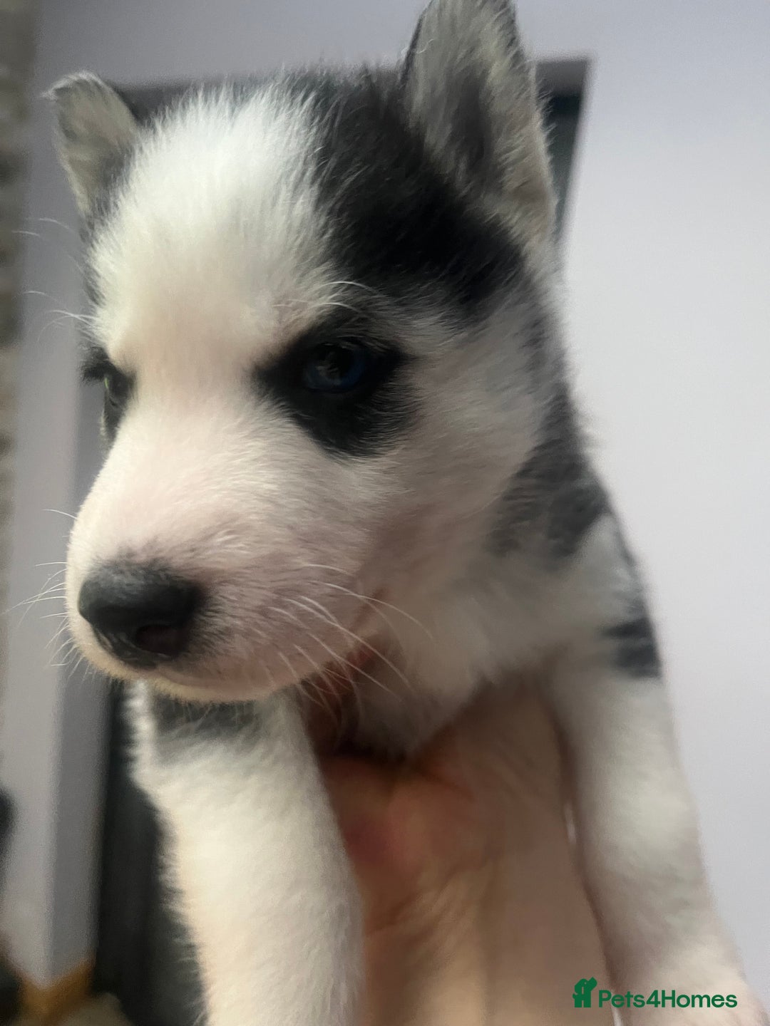 Siberian Husky dogs for sale: Siberian Husky puppies  - Advert 12
