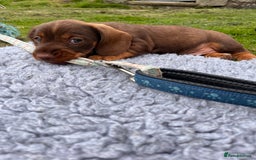 Dachshund dogs for sale: Wire haired dachshund puppies - Image 10