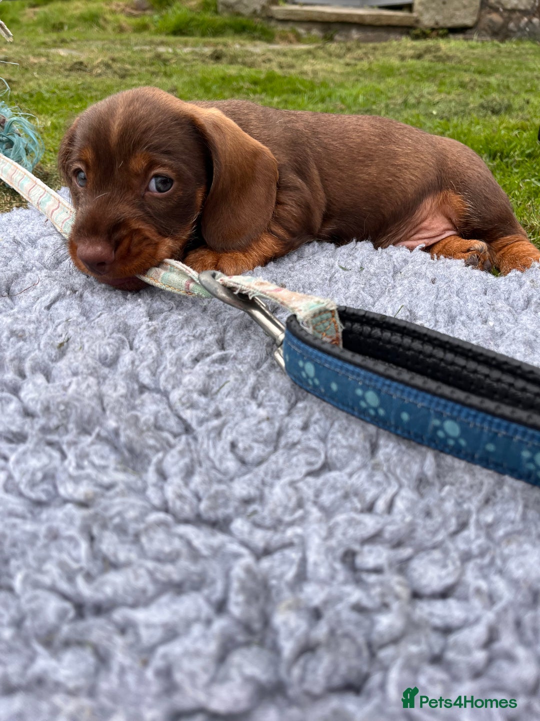 Dachshund dogs for sale: Wire haired dachshund puppies - Image 10
