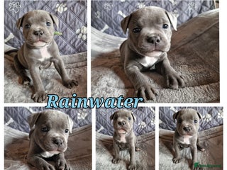 Staffordshire Bull Terrier dogs - Advert 2