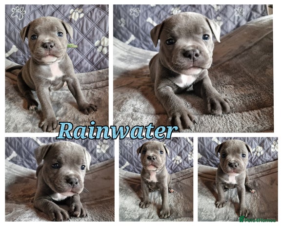 Staffordshire Bull Terrier dogs - Advert 1