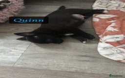 Chihuahua dogs for sale: READY NOW chihuahua x Pom puppies  - Image 13