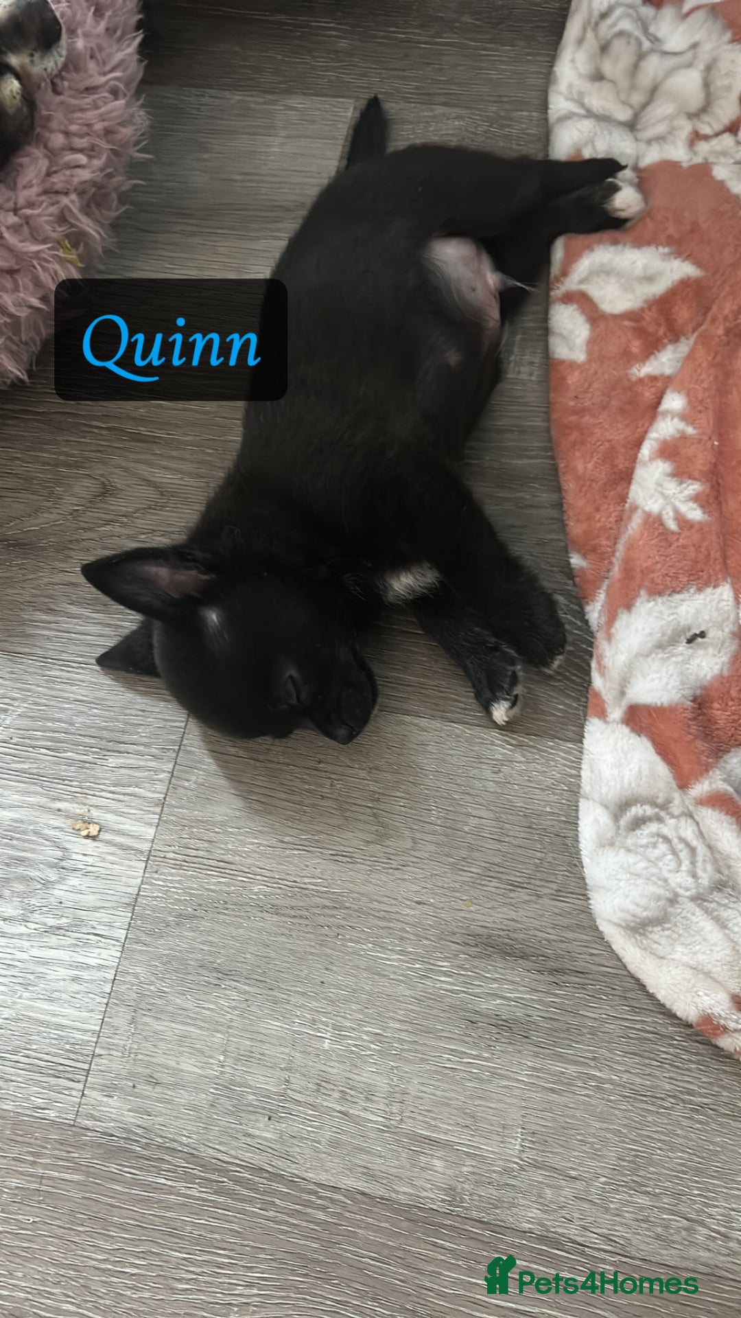 Chihuahua dogs for sale: READY NOW chihuahua x Pom puppies  - Image 13
