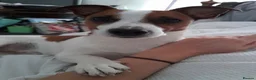 Jack Russell dogs for sale: Beautiful Pure-Bred Jack Russell Terrier Puppies in London - Advert 6