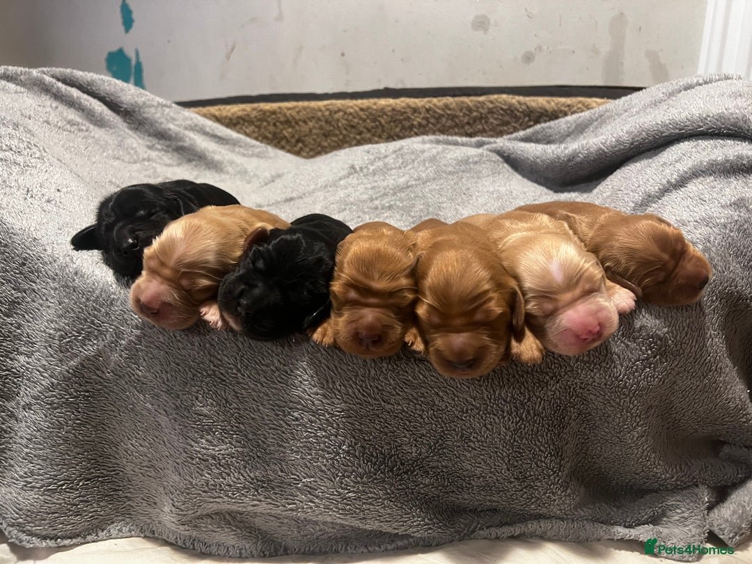 Cocker Spaniel dogs for sale: 🌟Family Raised show type cocker spaniel Pups Due - Image 9