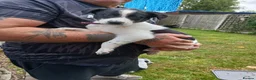 Lurcher dogs for sale: Stunning lurcher pups - Advert 6