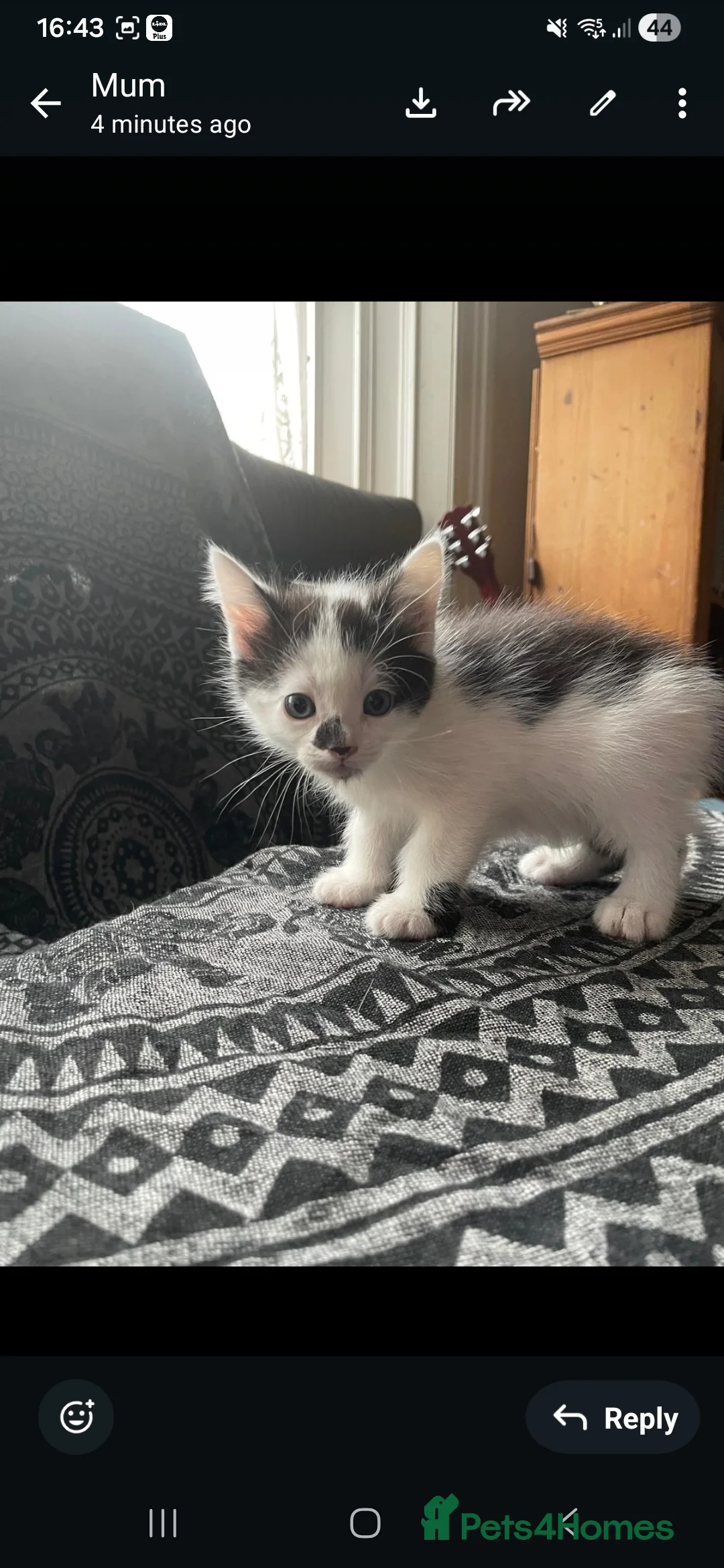 Mixed Breed cats for sale: Kittens for sale  in Prestonpans - Advert 2