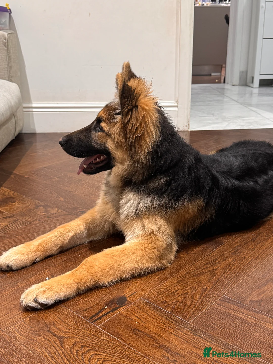 German Shepherd dogs for sale: 6 month old German Shepherd in London - Advert 2