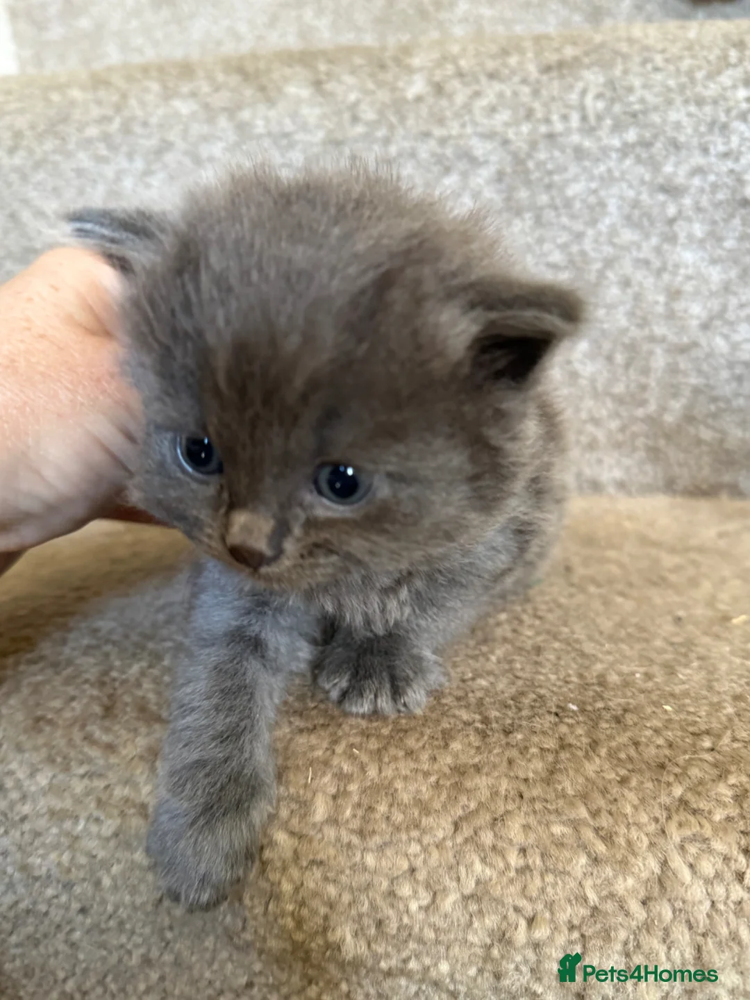Ragdoll cats for sale: Ragdoll X Persian kittens in Perth - Advert 2