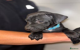 Staffordshire Bull Terrier dogs for sale: Beautiful Staffordshire bull terriers pups - Image 7