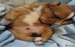 Mixed Breed dogs for sale: Beautiful YorkieRussell pups for sale! Small size  - Image 12