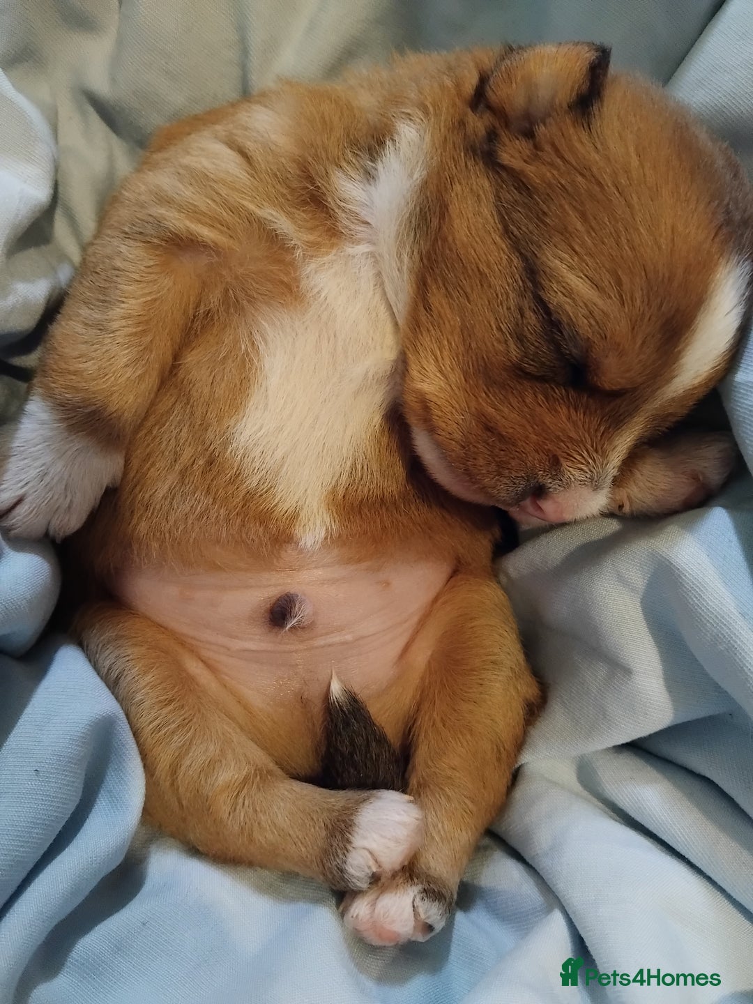 Mixed Breed dogs for sale: Beautiful YorkieRussell pups for sale! Small size  - Image 12