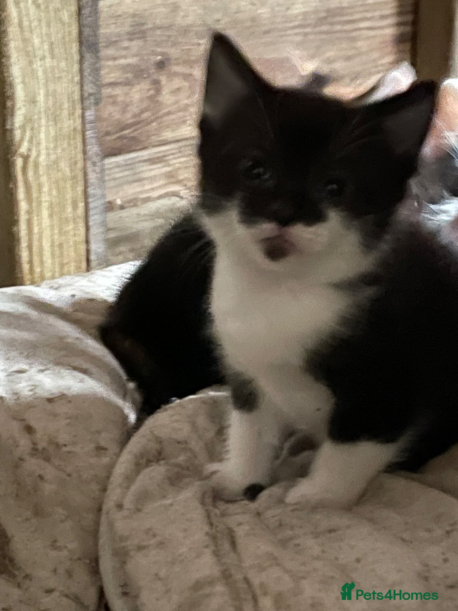 British Shorthair cats for sale: Gorgeous boys and girl kittens  - Advert 8