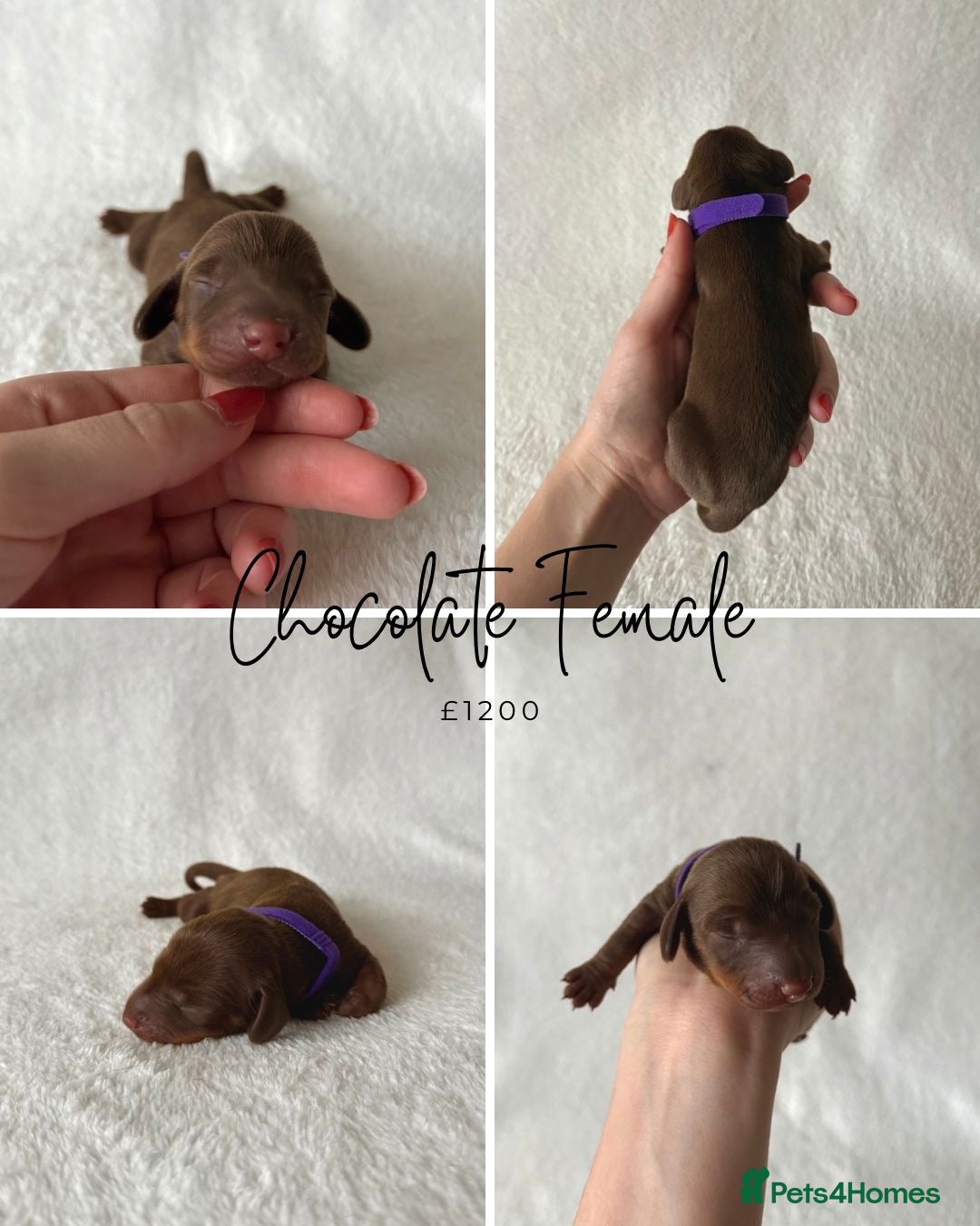 Miniature Dachshund dogs for sale: Miniature Dachshund Puppies - Image 7