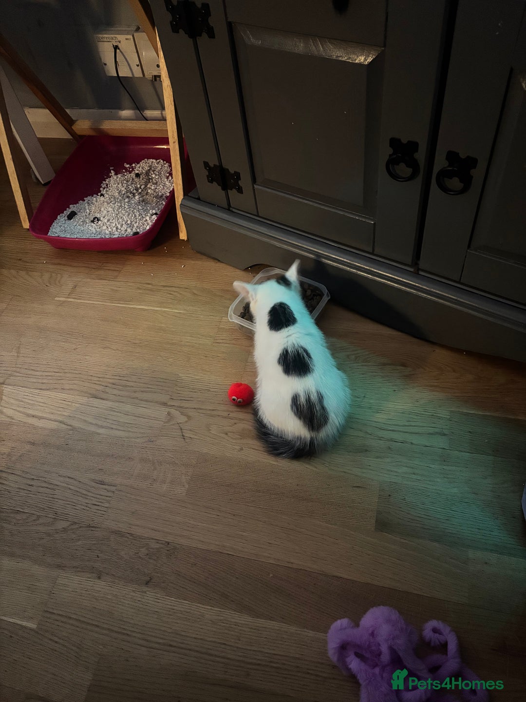 British Shorthair cats for sale: Kittens - Advert 8